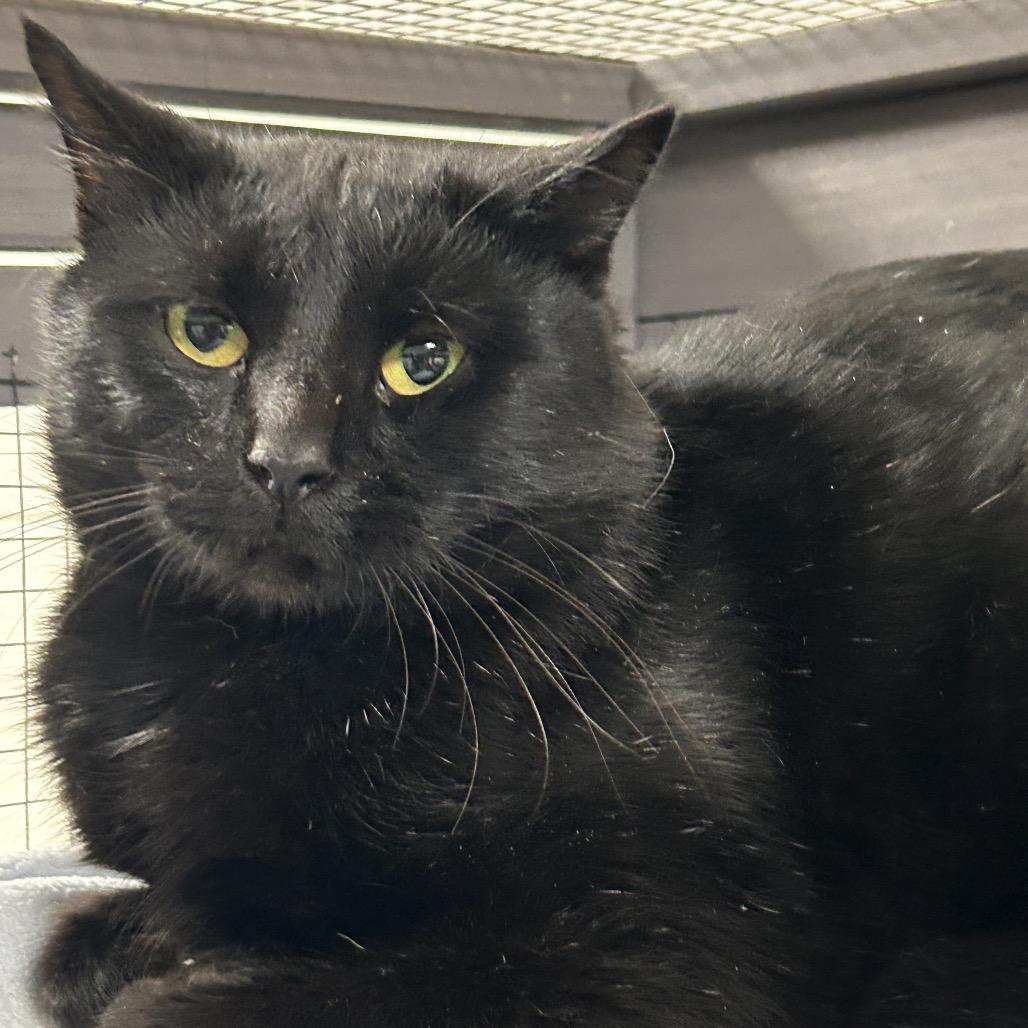 Cocoa, a Adoptable Domestic Short Hair in Brownsboro, AL image 2/2