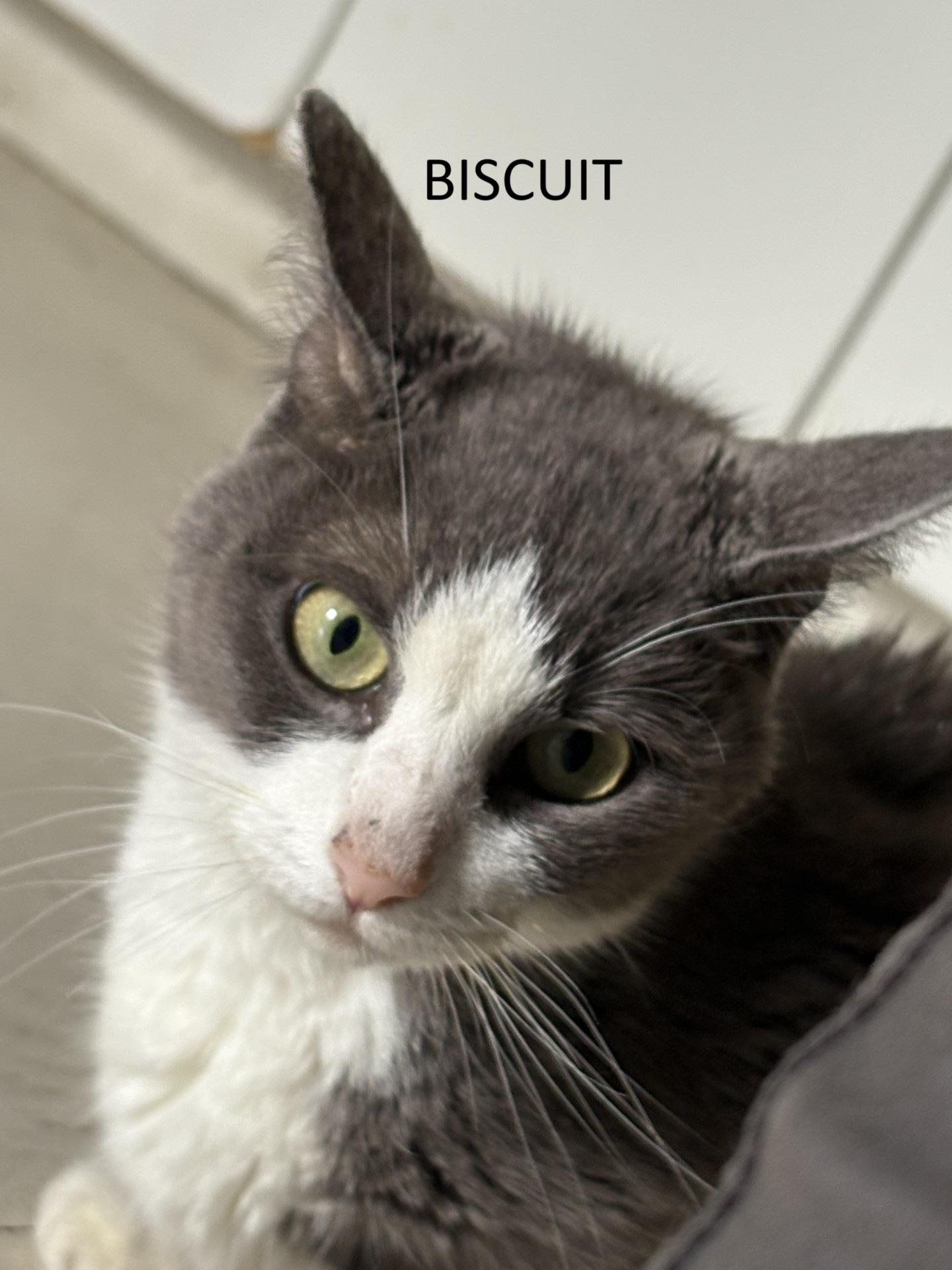 Biscuit, Adult Female Domestic Short Hair