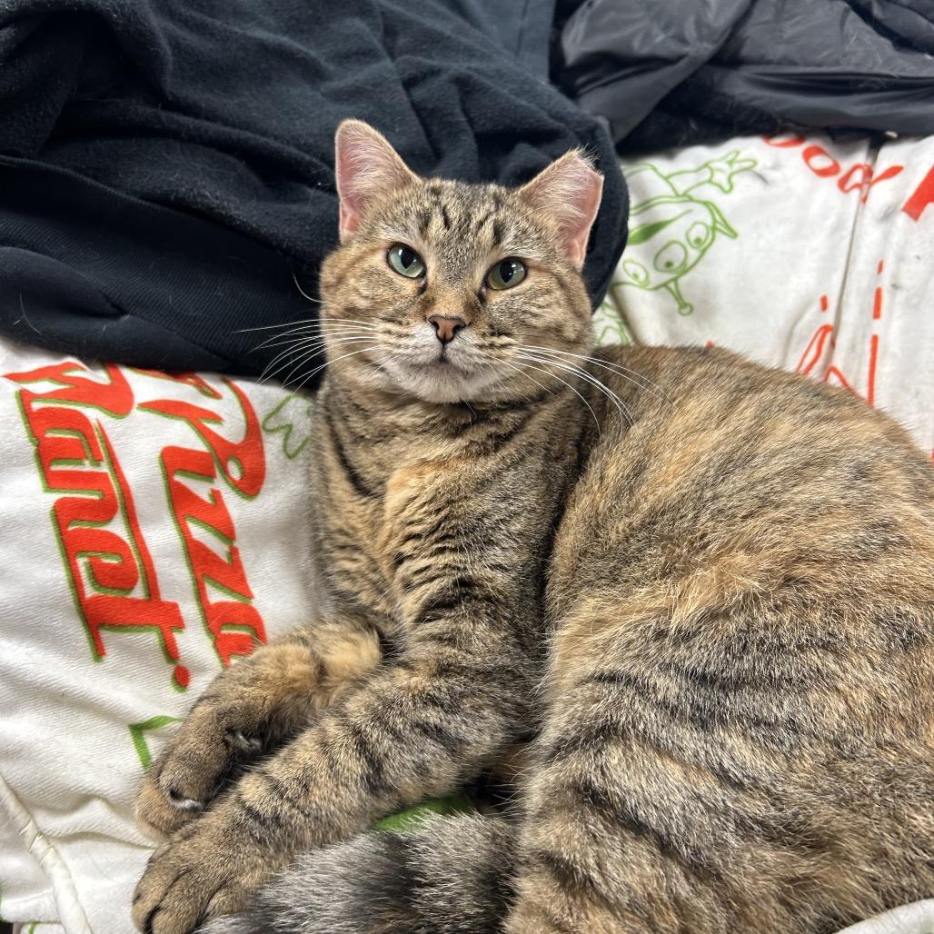 Enlarge Ginny, a Adoptable Domestic Long Hair in Midland, TX image 1/2