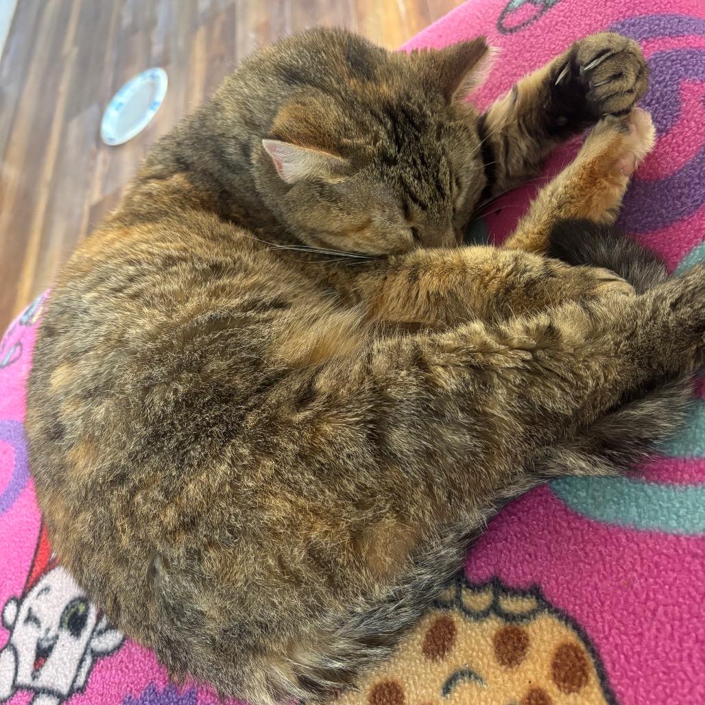 Enlarge Ginny, a Adoptable Domestic Short Hair in Midland, TX image 2/3