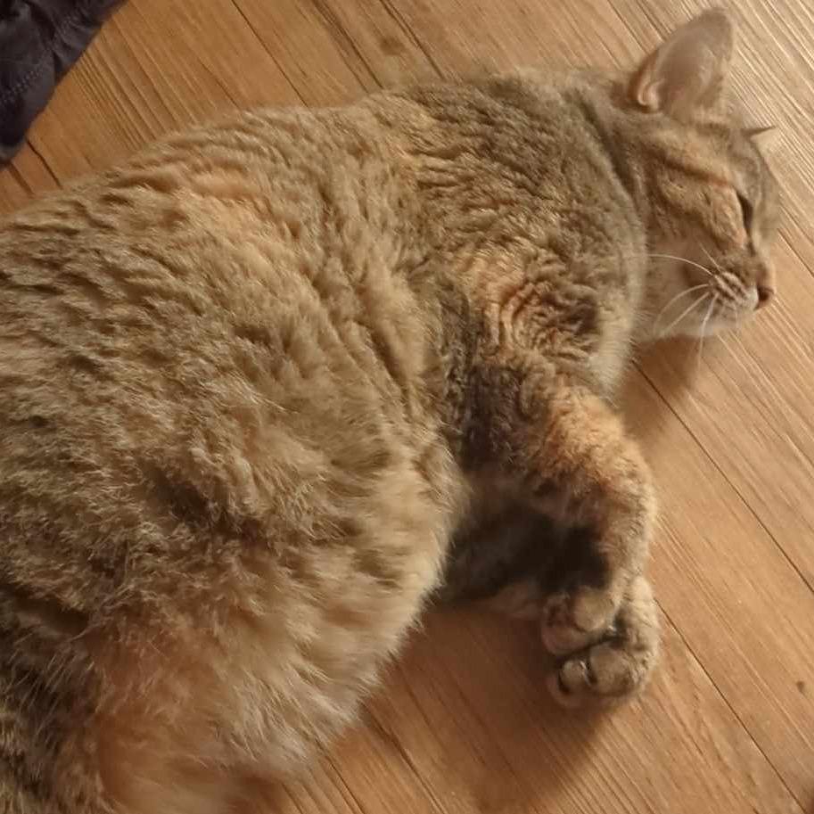 Enlarge Ginny, a Adoptable Domestic Long Hair in Midland, TX image 2/2