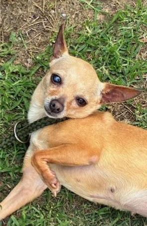 POPI (I need a foster home), a Adoptable mixed breed in Ellicott City, MD image 2/4