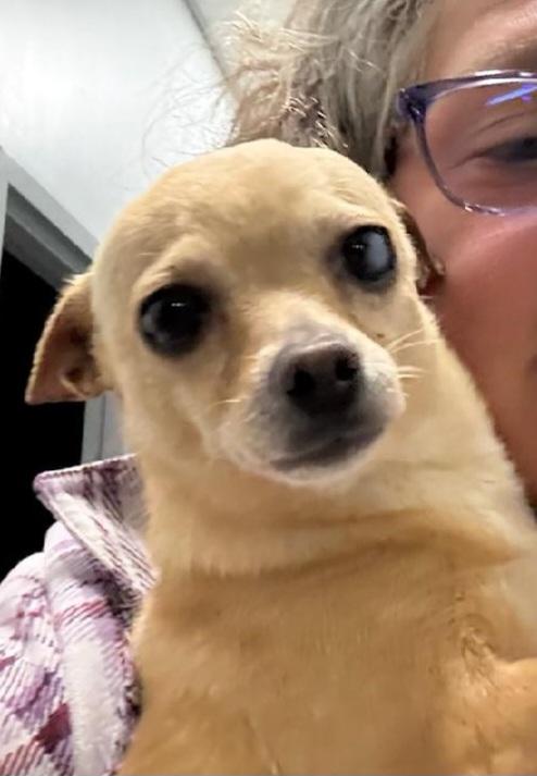 POPI (I need a foster home), a Adoptable mixed breed in Ellicott City, MD image 3/4
