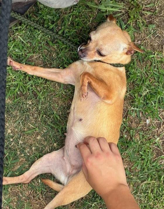 POPI (I need a foster home), a Adoptable mixed breed in Ellicott City, MD image 4/4
