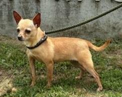 POPI (I need a foster home), a Adoptable mixed breed in Ellicott City, MD image 1/4