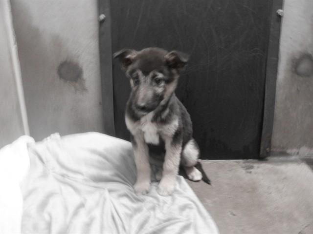 SMOKEY, Adoptable, Puppy Male German Shepherd Dog & Mixed Breed.