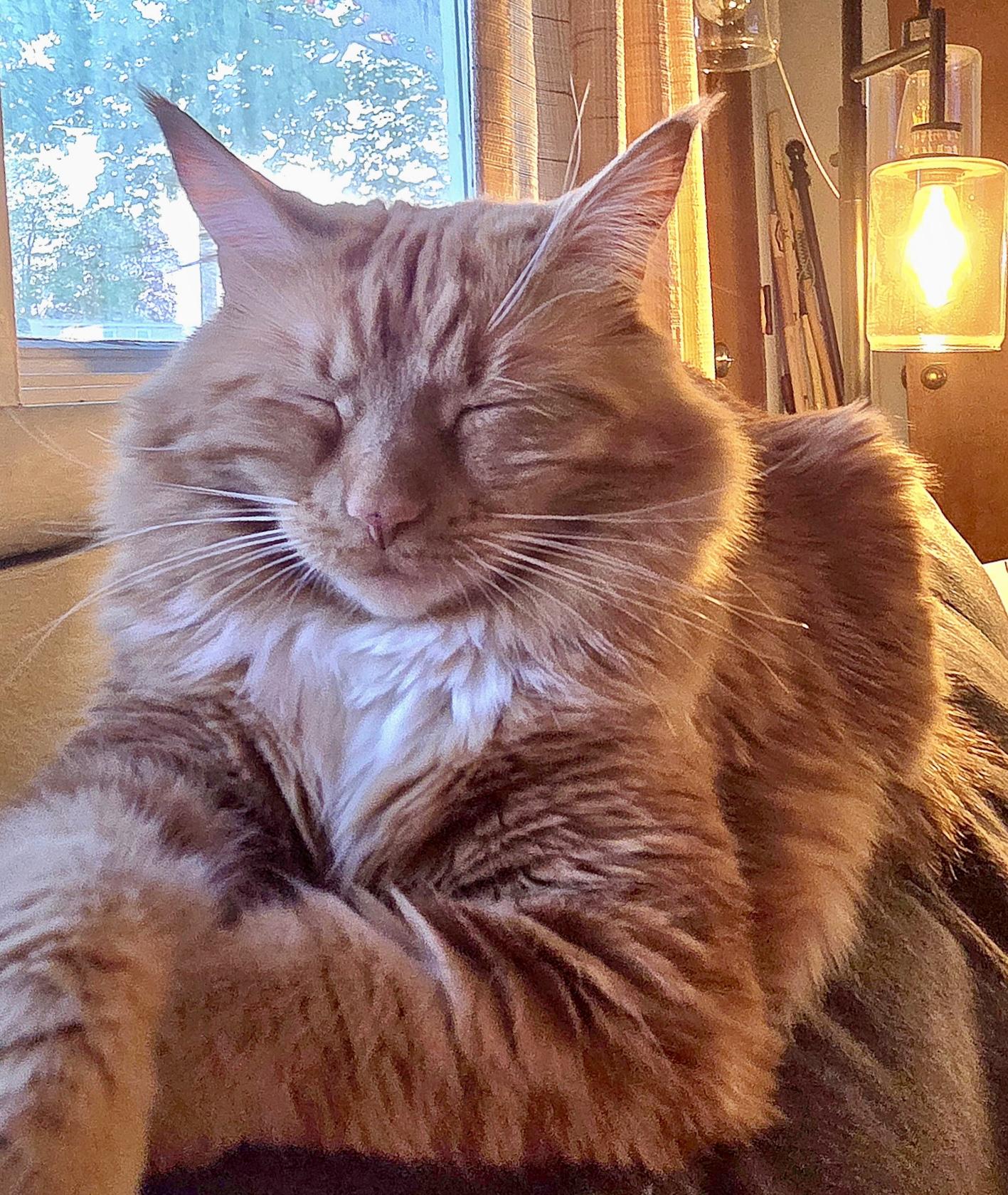Enlarge Winnie, a Adoptable Domestic Long Hair in Albany, NY image 3/6