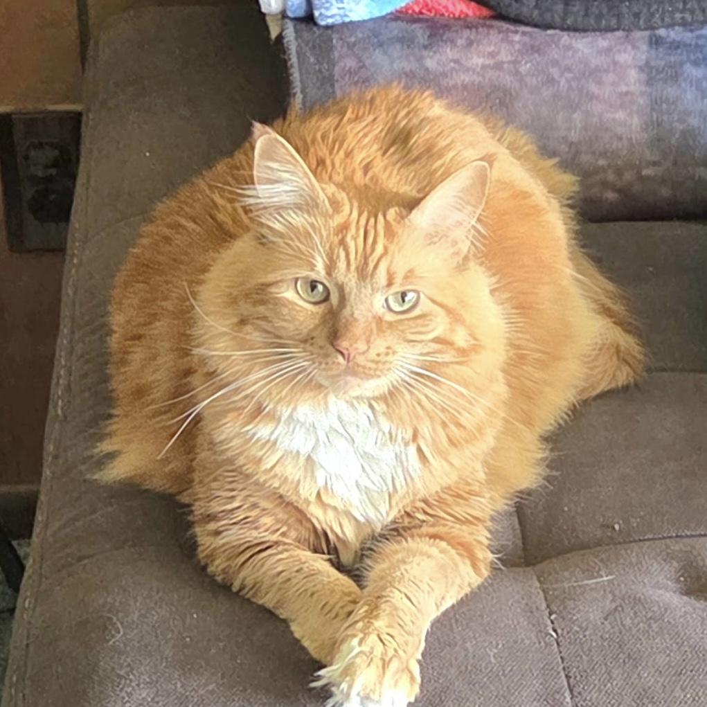 Winnie, Adoptable, Adult Female Domestic Long Hair.