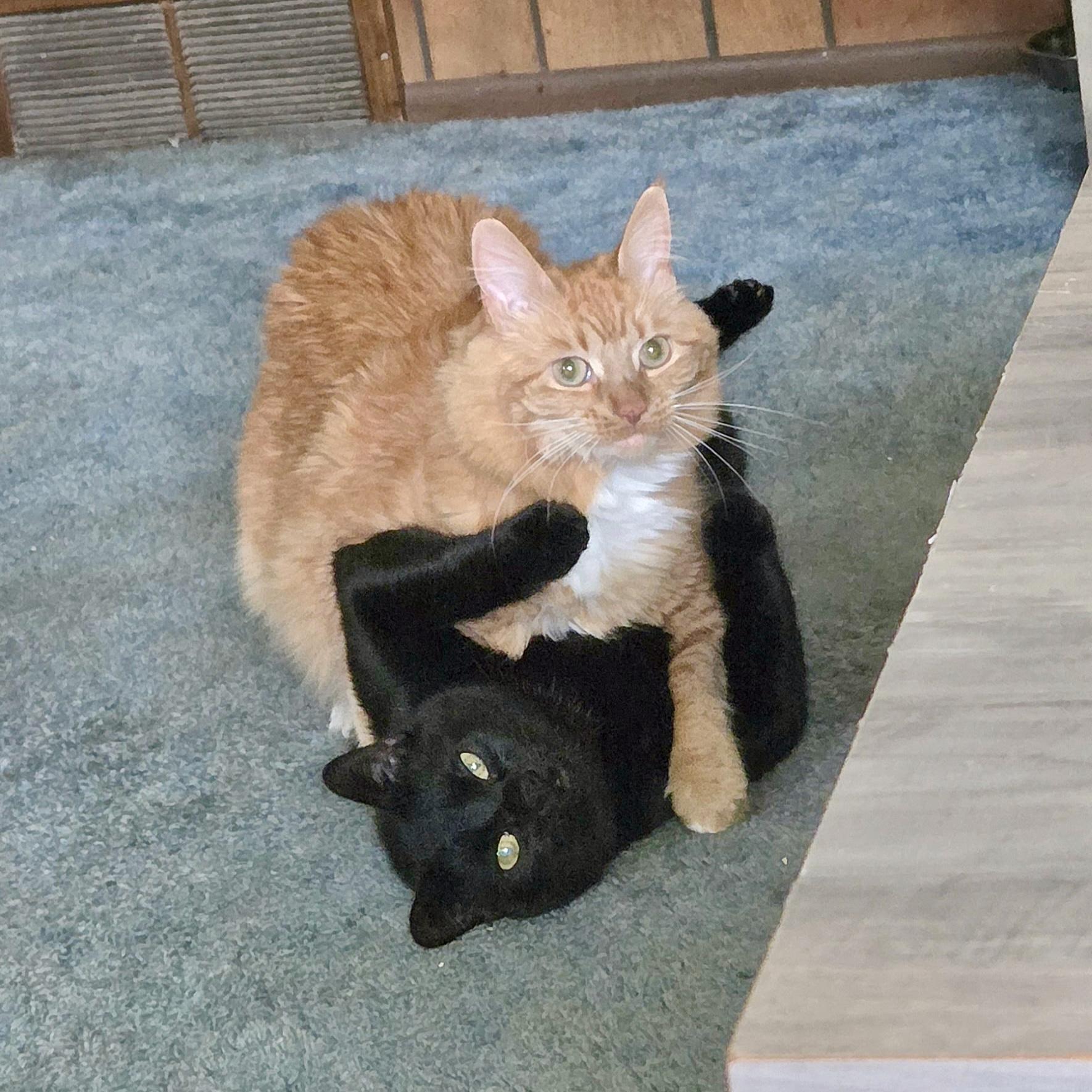 Enlarge Winnie, a Adoptable Domestic Long Hair in Albany, NY image 2/6