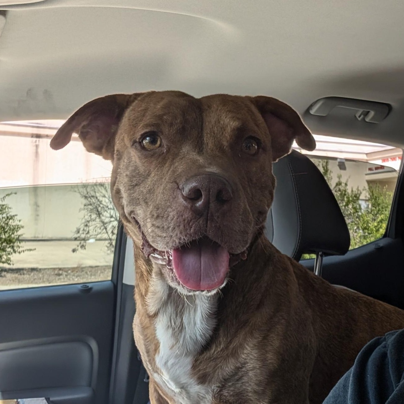 Enlarge Craig, a Adoptable mixed breed in San Antonio, TX image 1/3