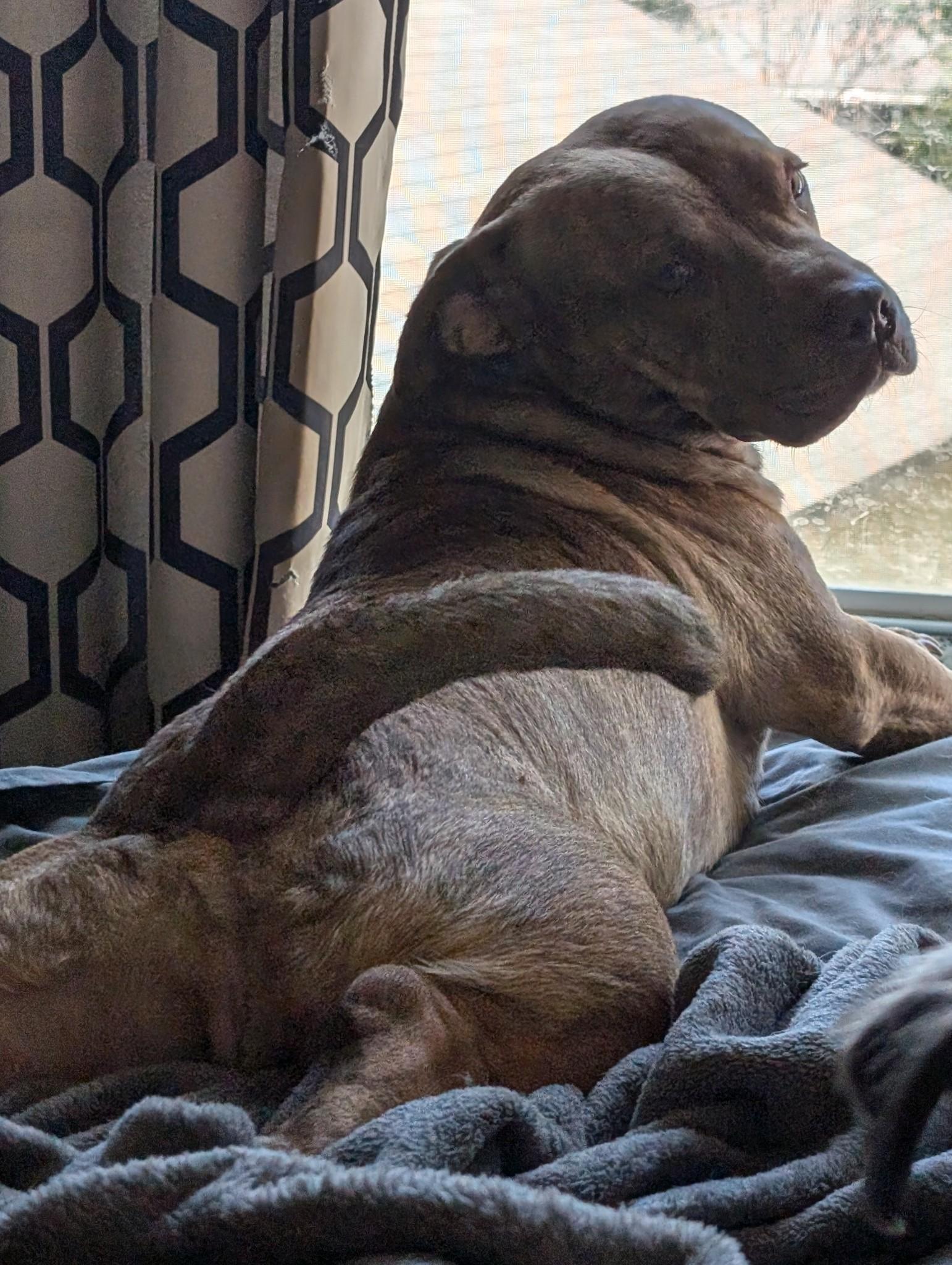 Enlarge Craig, a Adoptable mixed breed in San Antonio, TX image 3/3