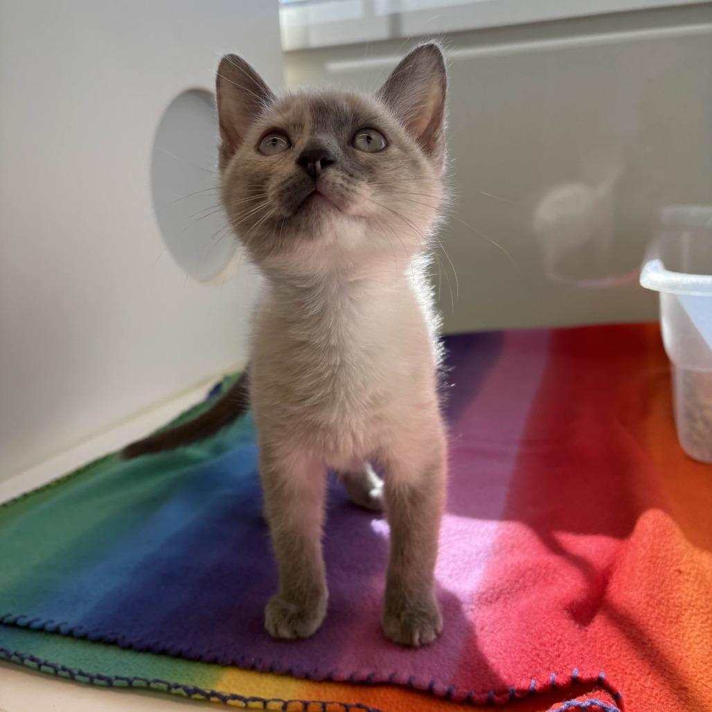 Lava Girl thumbnail 2