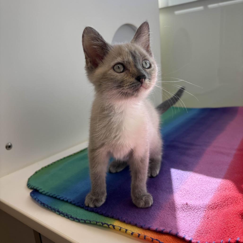 Lava Girl thumbnail 3