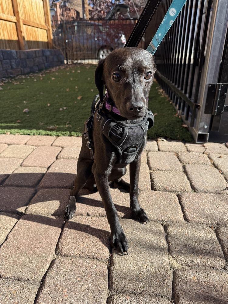 Wednesday, Adoptable, Adult Female Terrier.