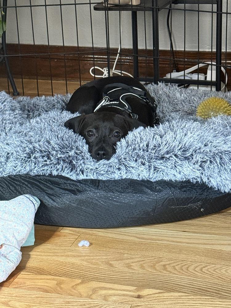 Enlarge Wednesday, a Adoptable mixed breed in Denver, CO image 2/6