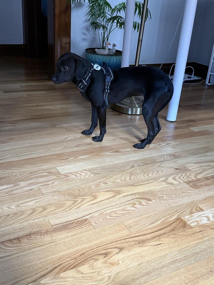 Enlarge Wednesday, a Adoptable mixed breed in Denver, CO image 6/6