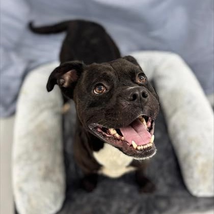 Woodrow (20260119-05)