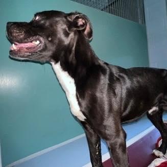 Woodrow (20260119-05) — thumbnail 3