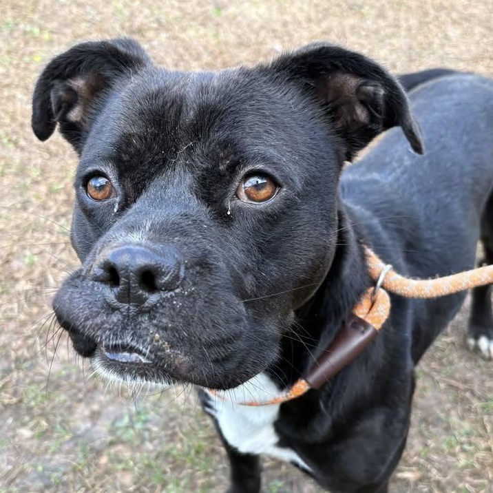 Woodrow (20260119-05) — thumbnail 4