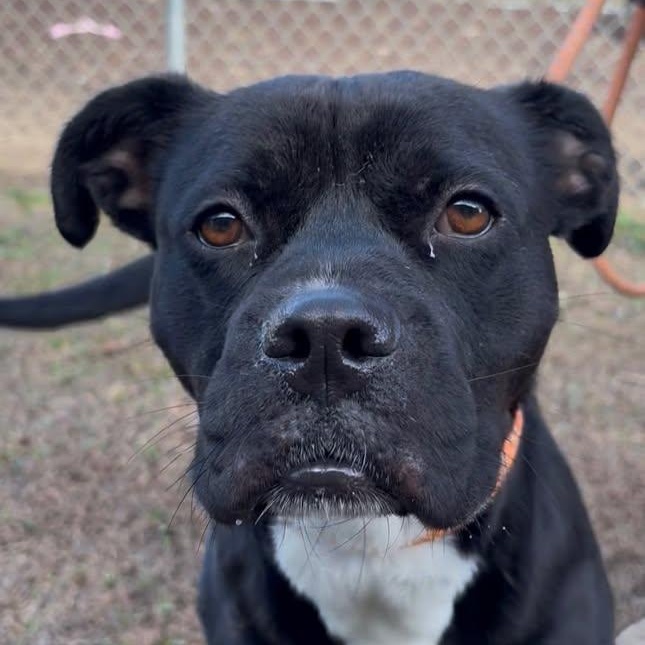 Woodrow (20260119-05) — thumbnail 5