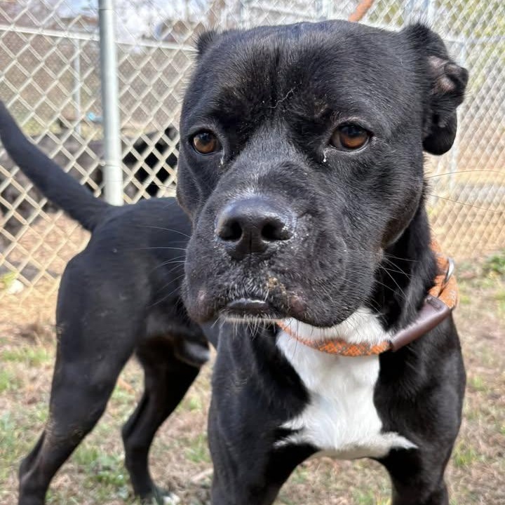 Woodrow (20260119-05) — thumbnail 6