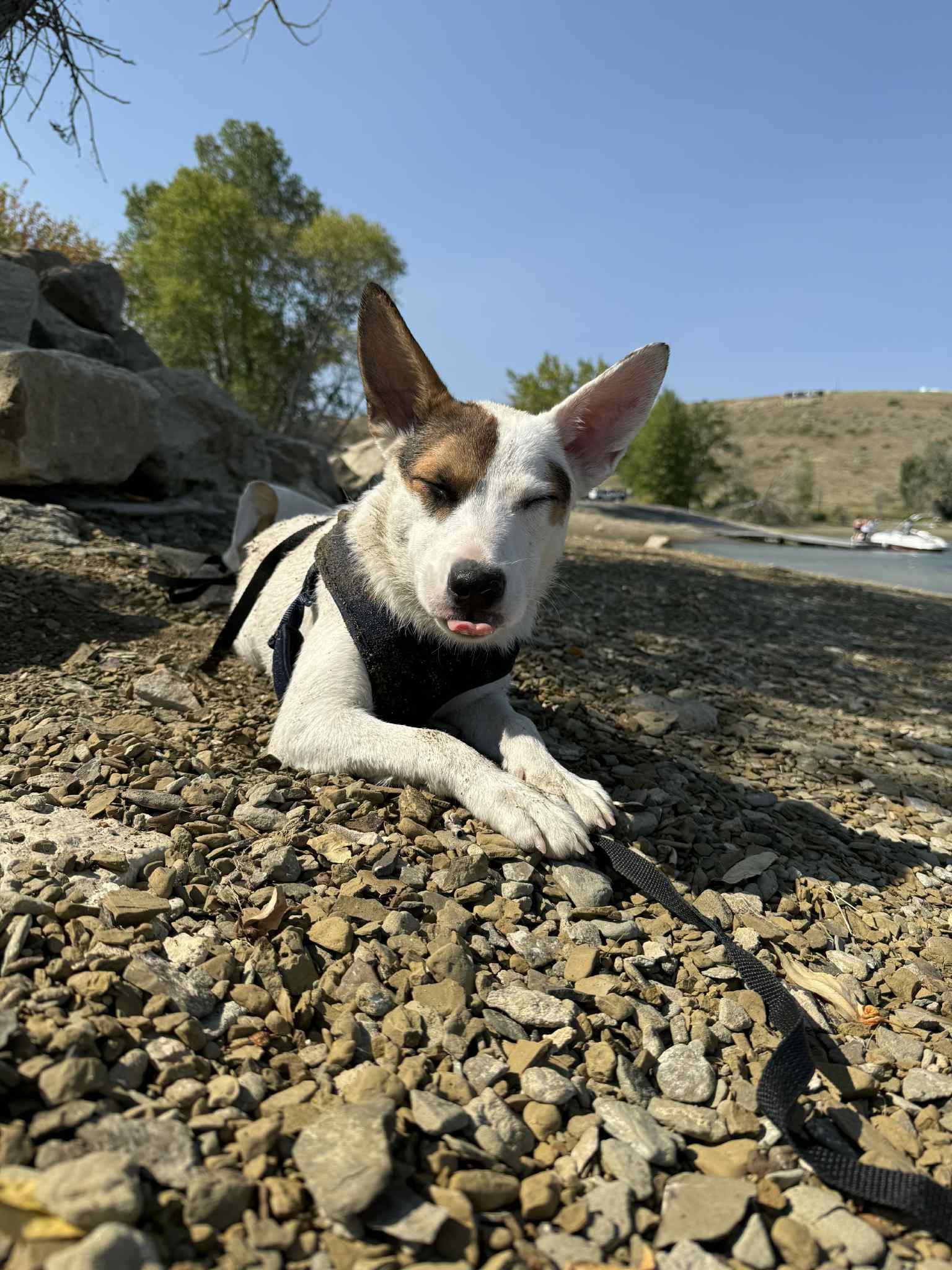 T-P19-Honey, an adoptable Cattle Dog in Billings, MT, 59101 | Photo Image 5
