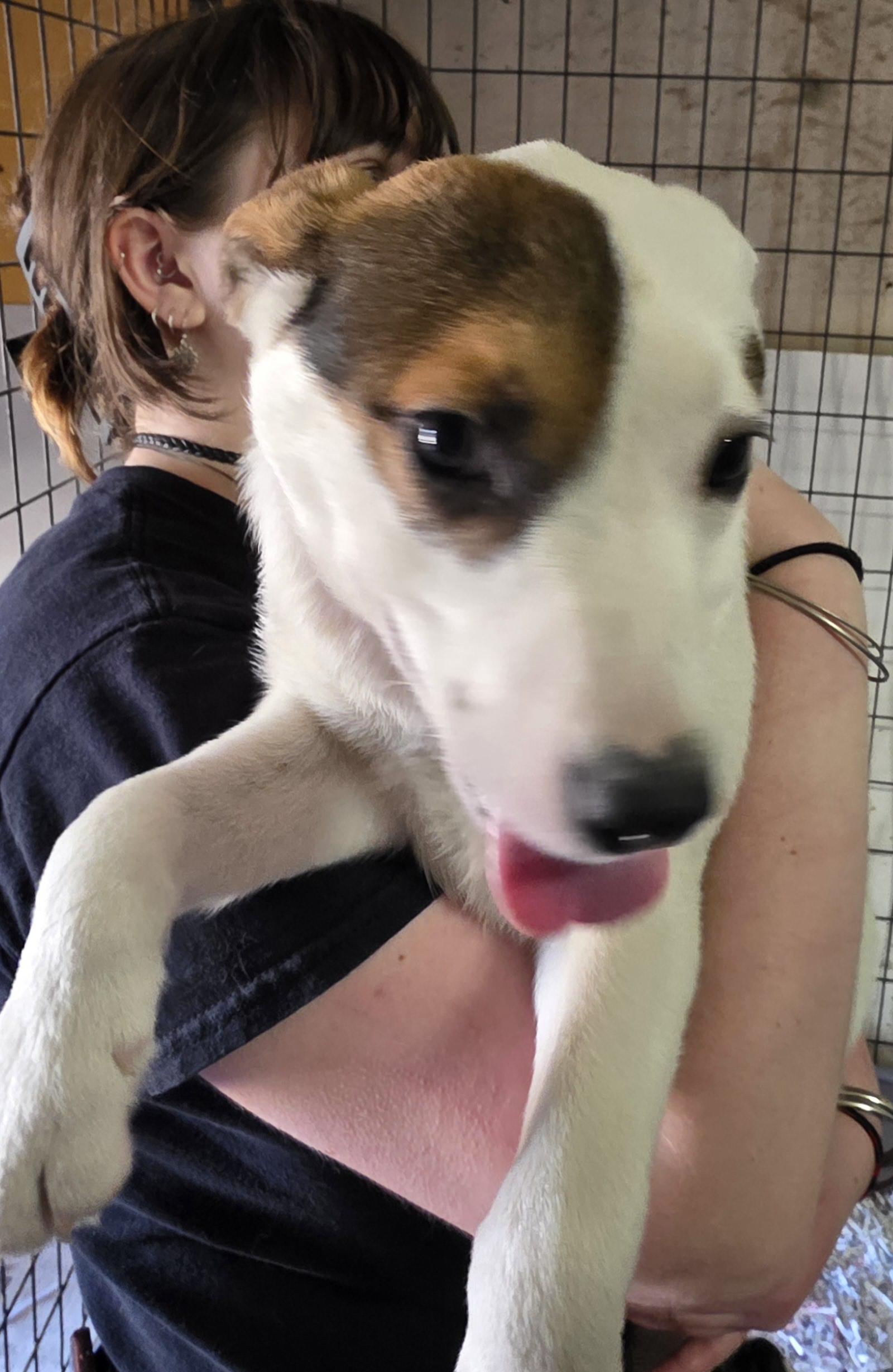 T-P19-Rosie, an adoptable Cattle Dog in Billings, MT, 59101 | Photo Image 2