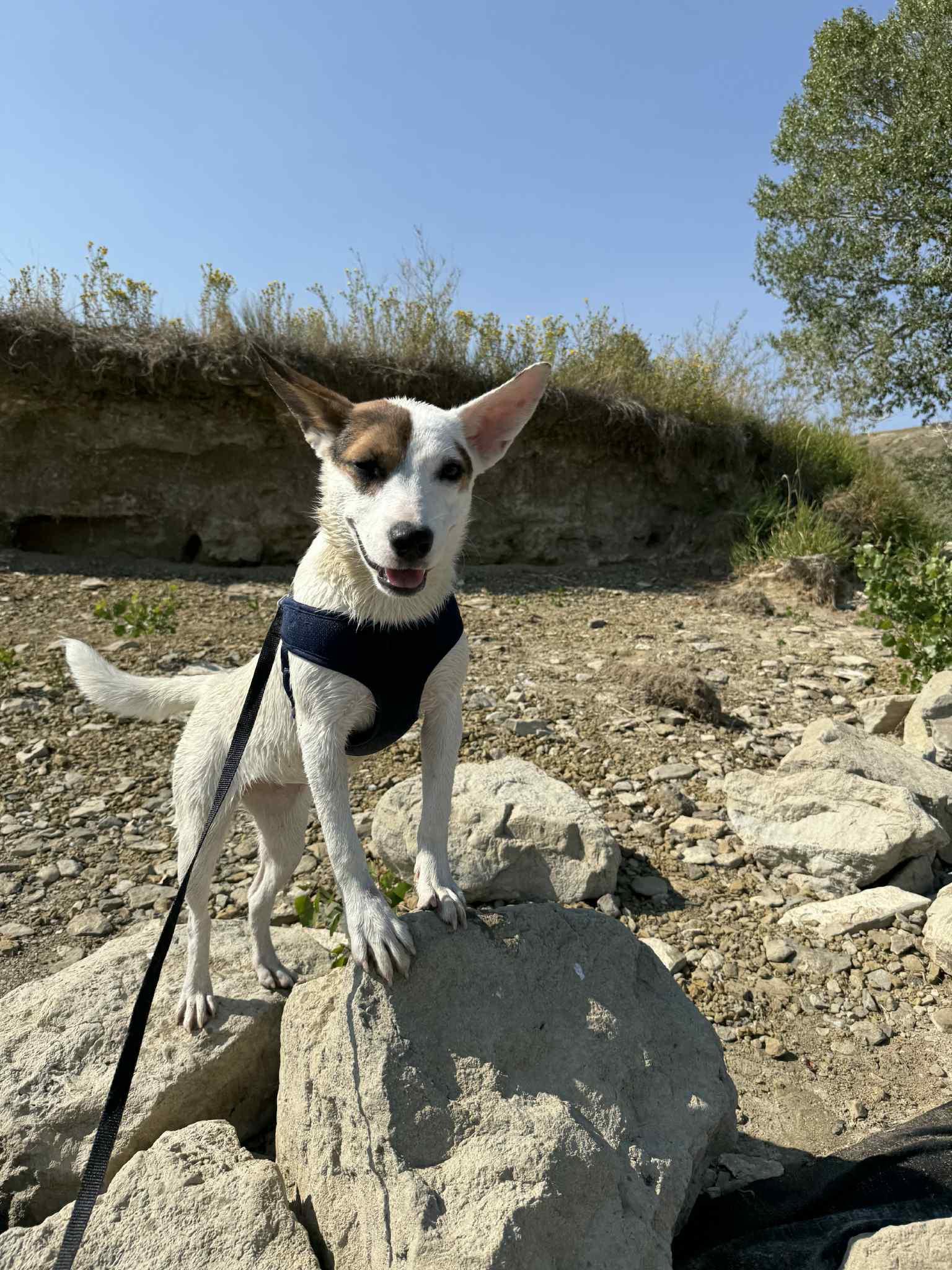 T-P19-Honey, an adoptable Cattle Dog in Billings, MT, 59101 | Photo Image 6