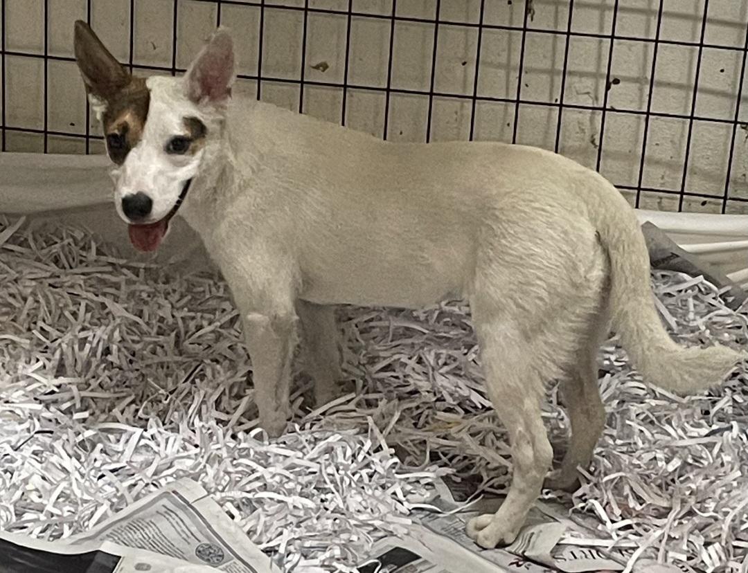 T-P19-Honey, an adoptable Cattle Dog in Billings, MT, 59101 | Photo Image 2