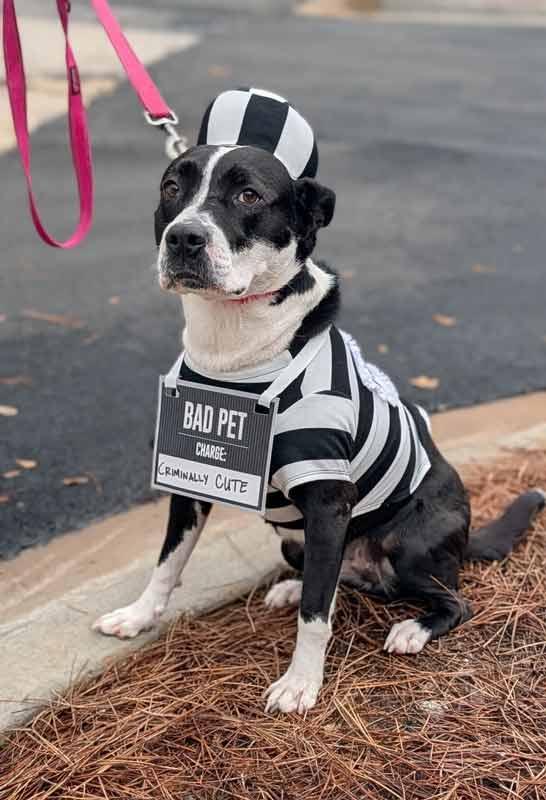 Enlarge Claudia, a Adoptable mixed breed in Kennesaw, GA image 3/6