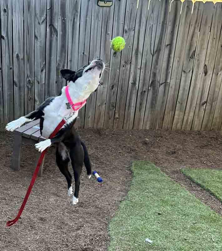 Enlarge Claudia, a Adoptable mixed breed in Kennesaw, GA image 5/6