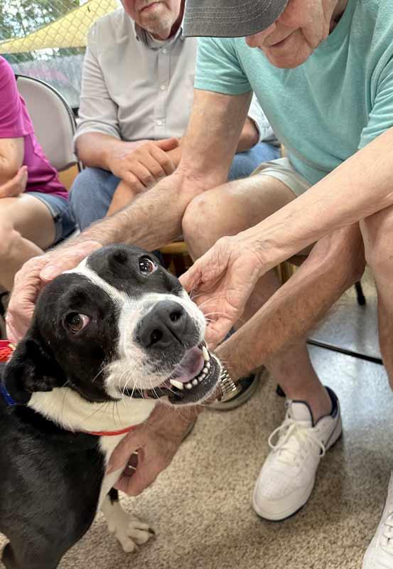 Enlarge Claudia, a Adoptable mixed breed in Kennesaw, GA image 6/6