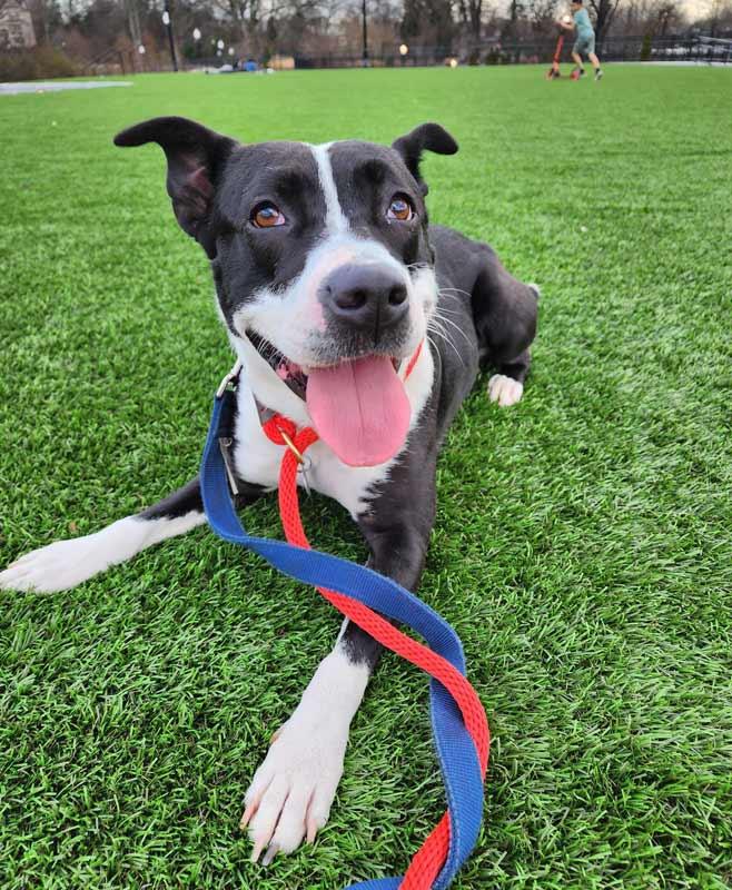 Enlarge Claudia, a Adoptable mixed breed in Kennesaw, GA image 2/6