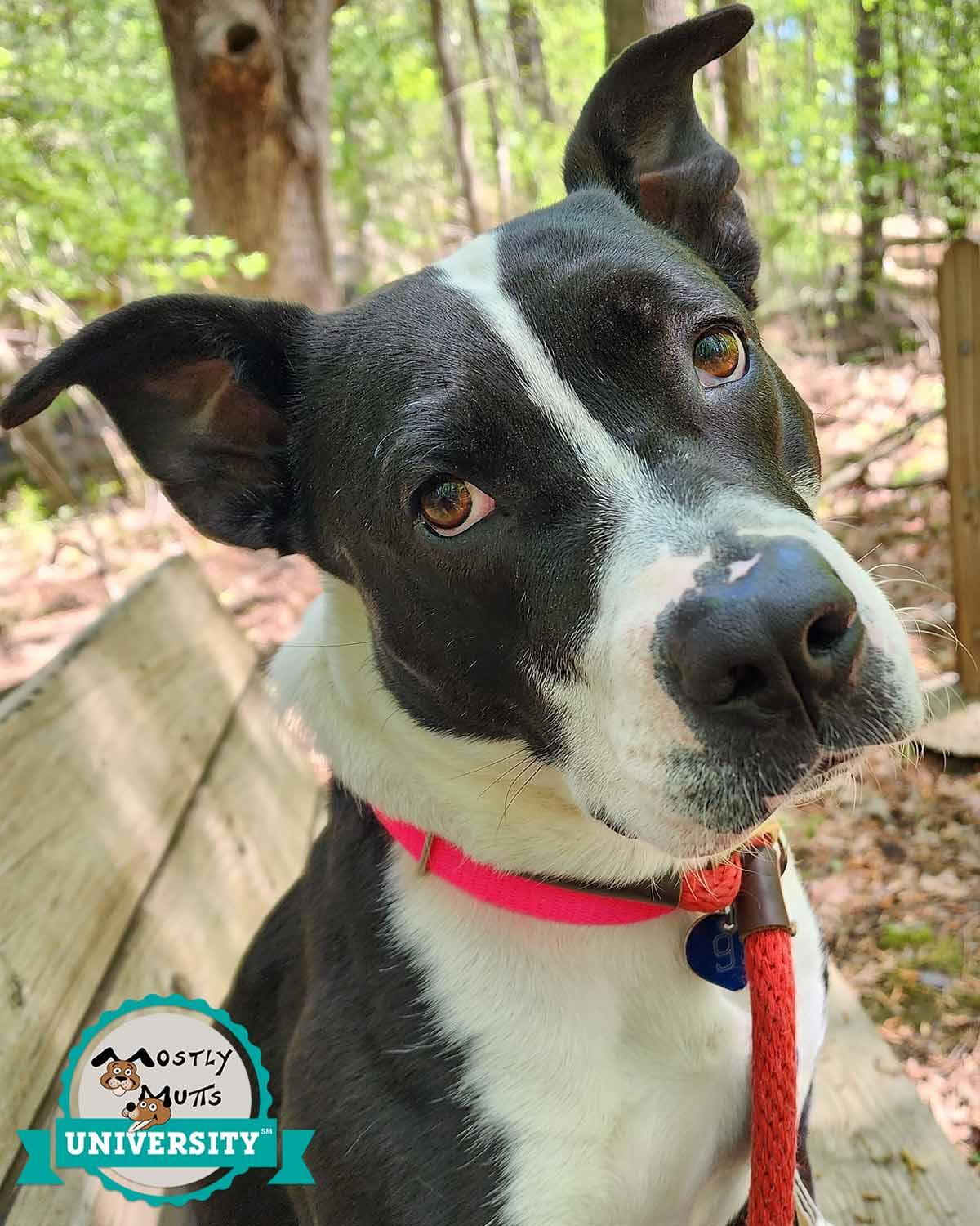 Enlarge Claudia, a Adoptable mixed breed in Kennesaw, GA image 1/6