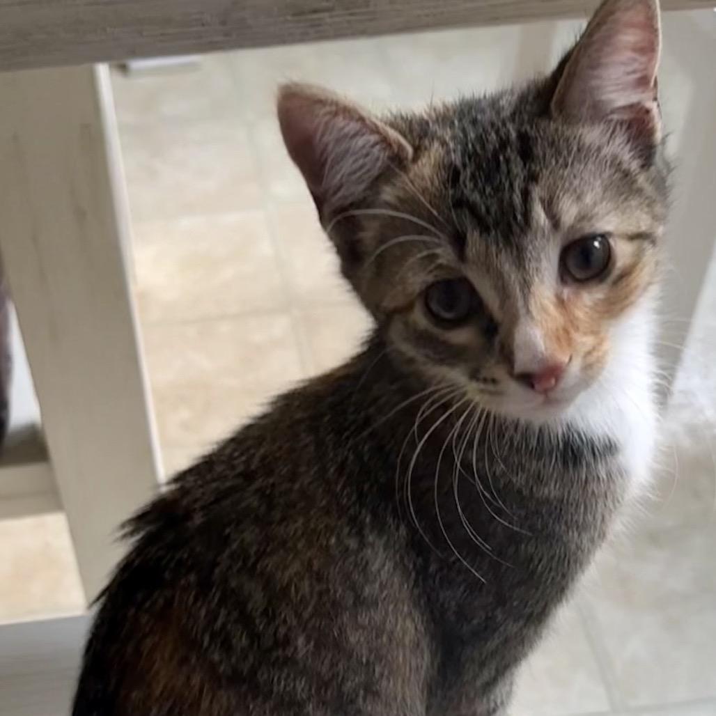 Enlarge Missie, a Adoptable Domestic Short Hair in Reisterstown, MD image 1/6