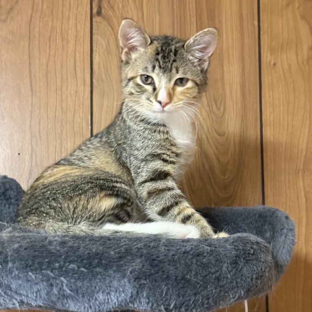Enlarge Missie, a Adoptable Domestic Short Hair in Reisterstown, MD image 2/6