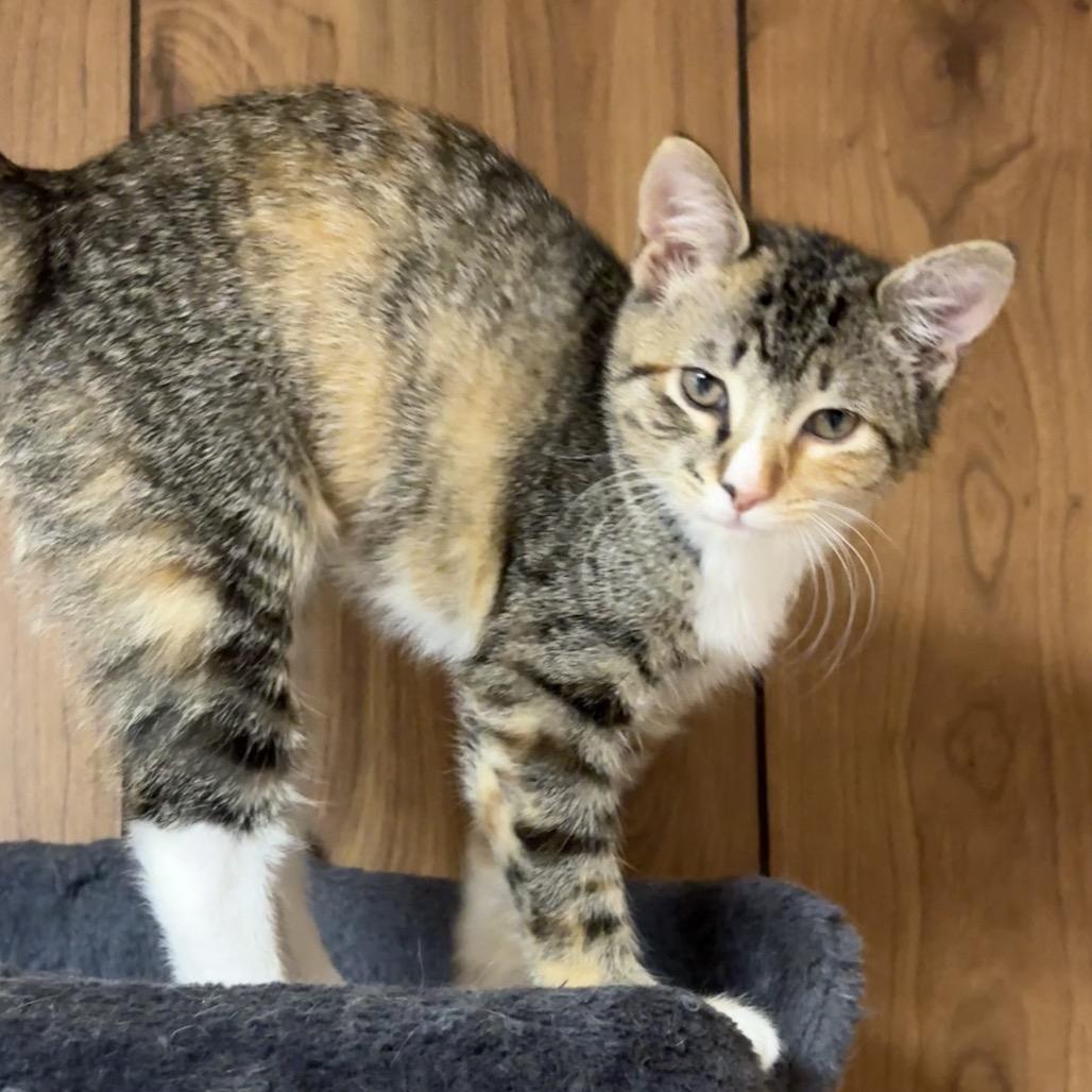 Enlarge Missie, a Adoptable Domestic Short Hair in Reisterstown, MD image 3/6