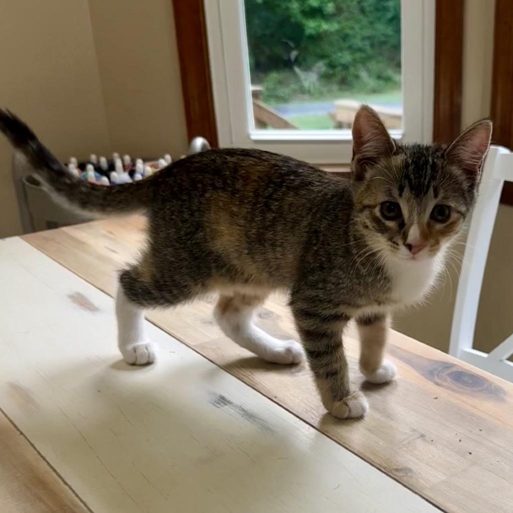 Enlarge Missie, a Adoptable Domestic Short Hair in Reisterstown, MD image 5/6