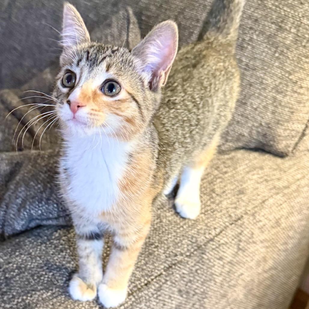 Enlarge Missie, a Adoptable Domestic Short Hair in Reisterstown, MD image 6/6