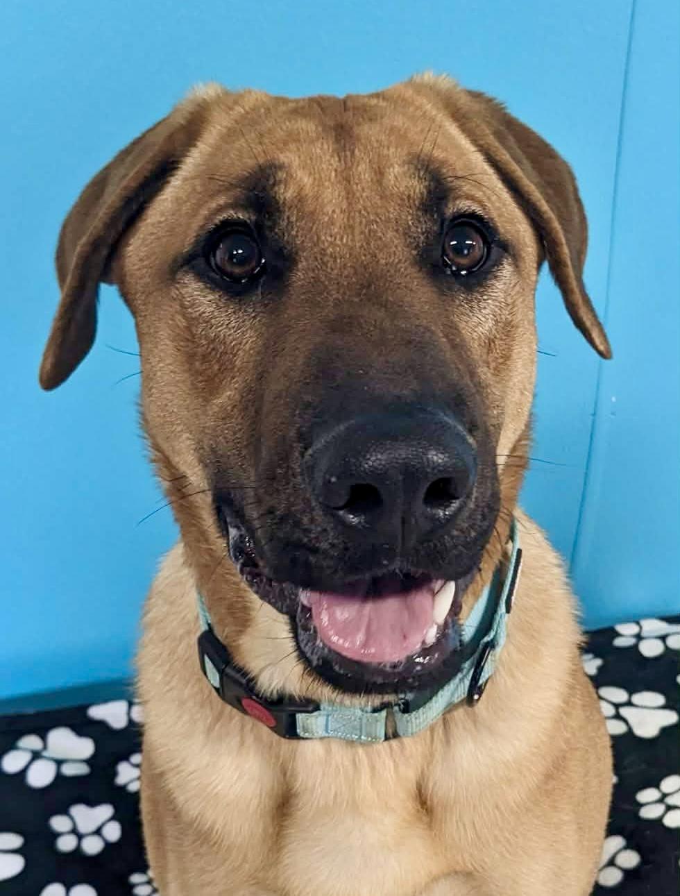 Archer, a ADOPTABLE mixed breed in South Portland, ME image 3/4