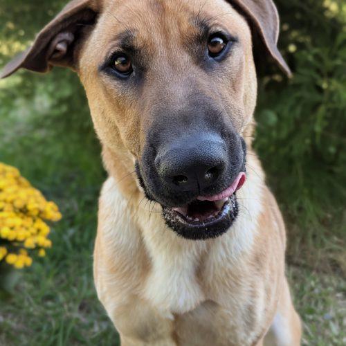 Archer, a ADOPTABLE mixed breed in South Portland, ME image 4/4