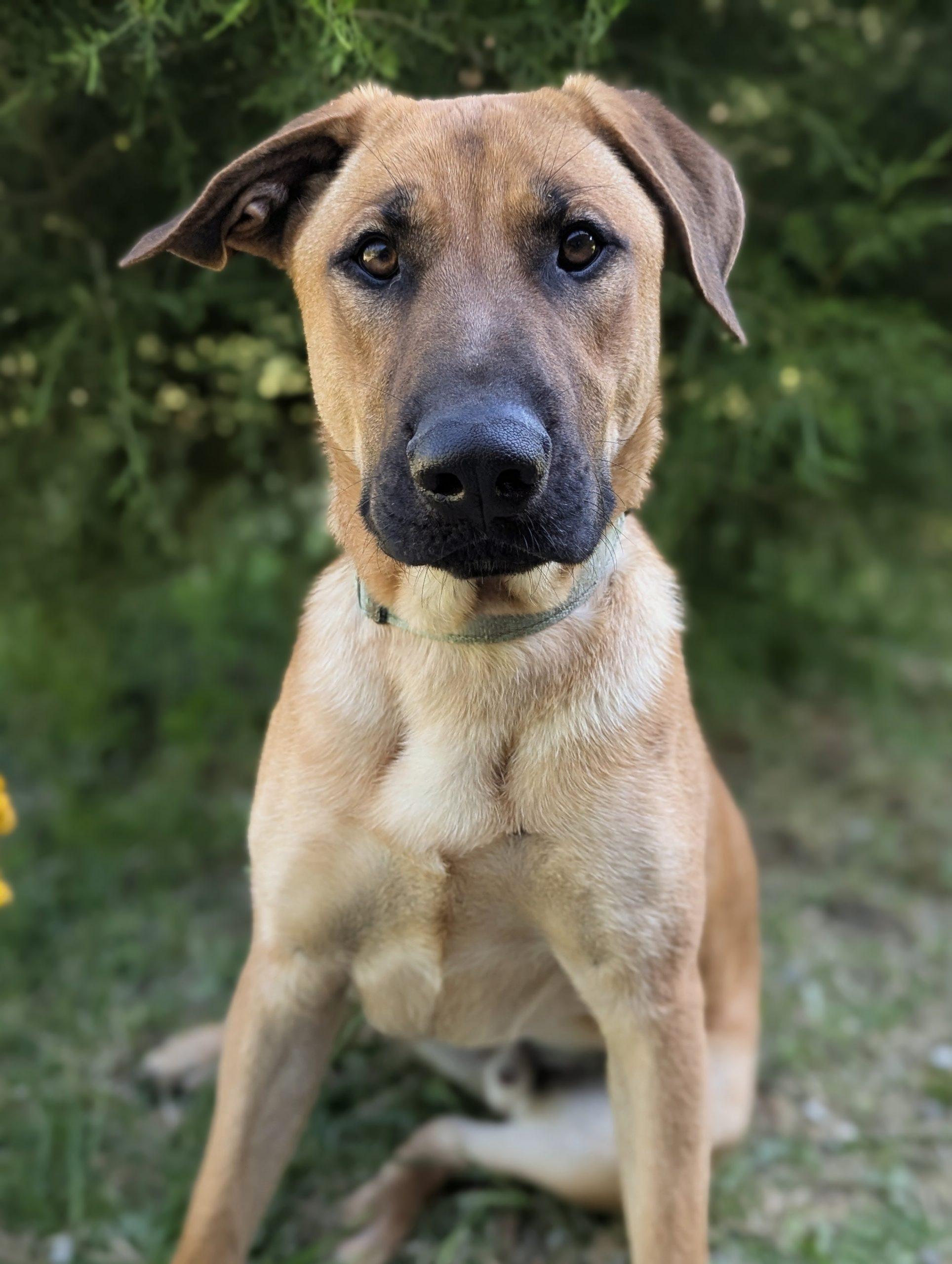 Archer, a ADOPTABLE mixed breed in South Portland, ME image 1/4
