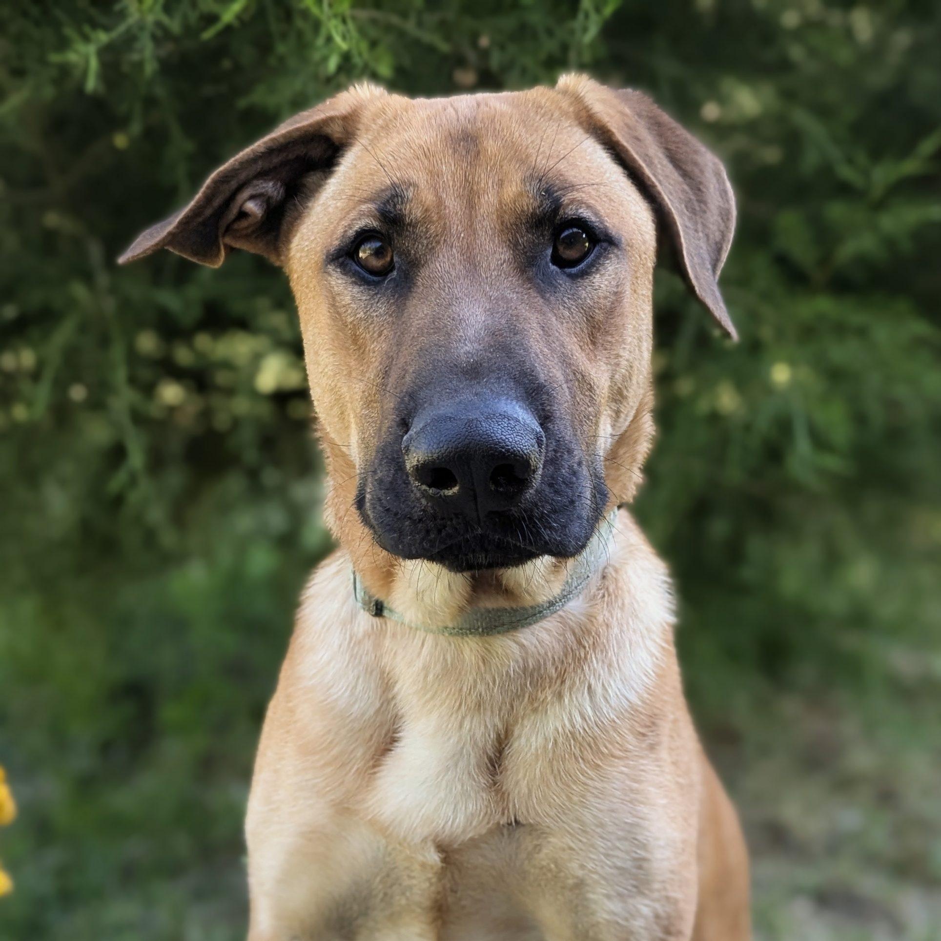 Enlarge Archer SS, a ADOPTABLE mixed breed in South Portland, ME image 1/6