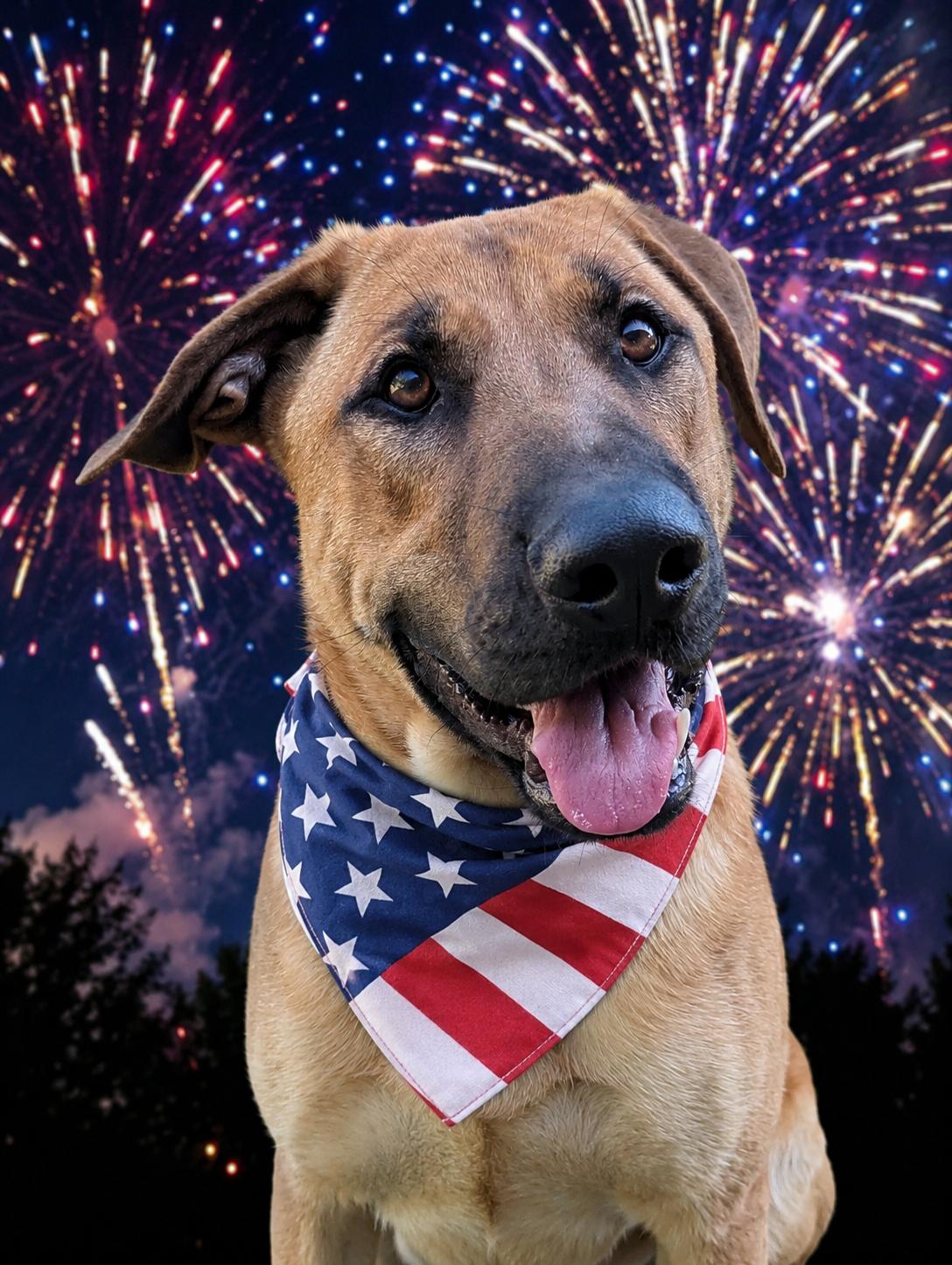 Archer SS, a ADOPTABLE mixed breed in South Portland, ME image 6/6