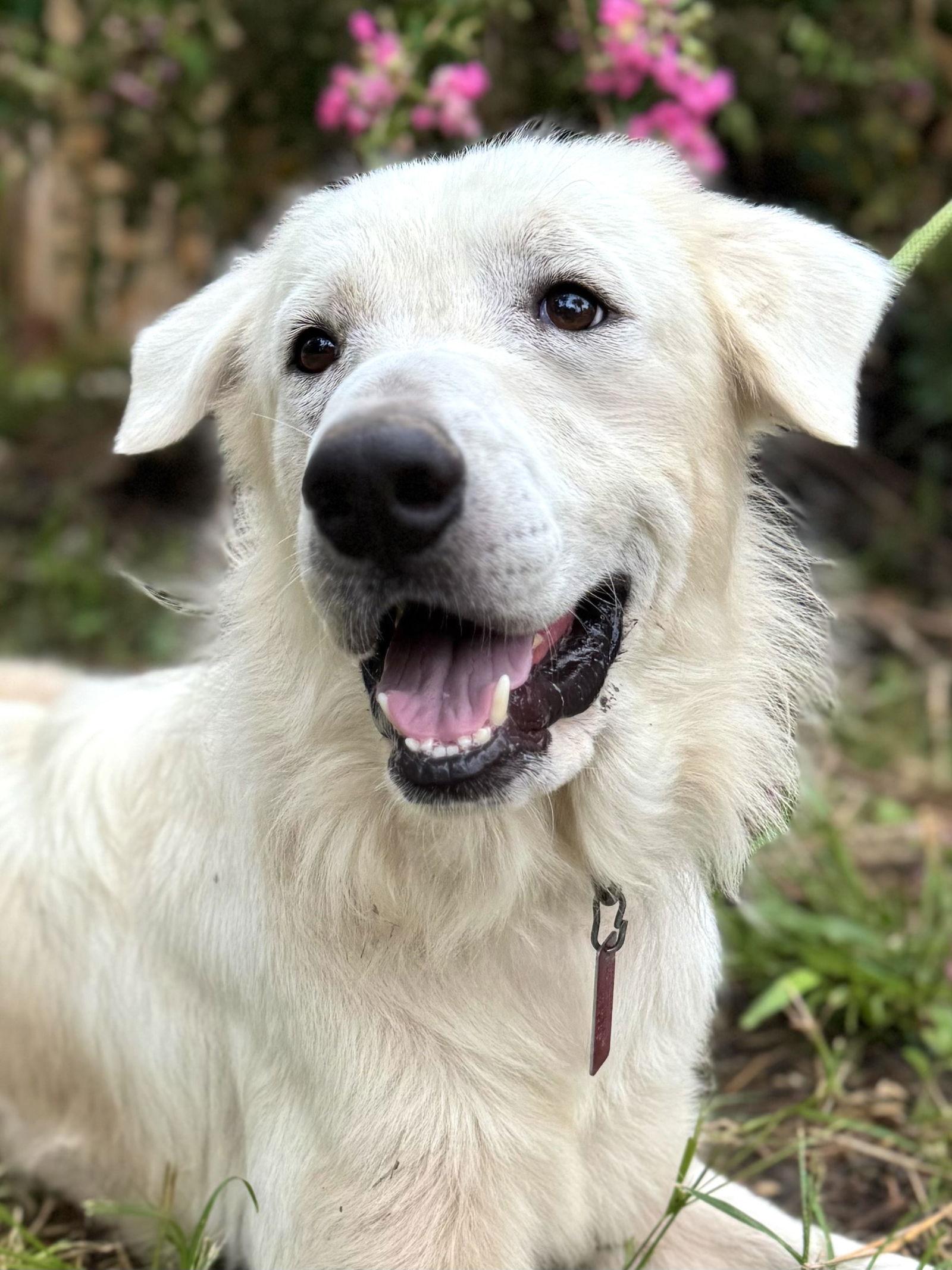 Enlarge James, a ADOPTABLE Great Pyrenees in Spring, TX image 4/6
