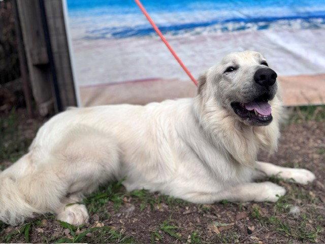 James, a ADOPTABLE Great Pyrenees in Spring, TX image 5/6