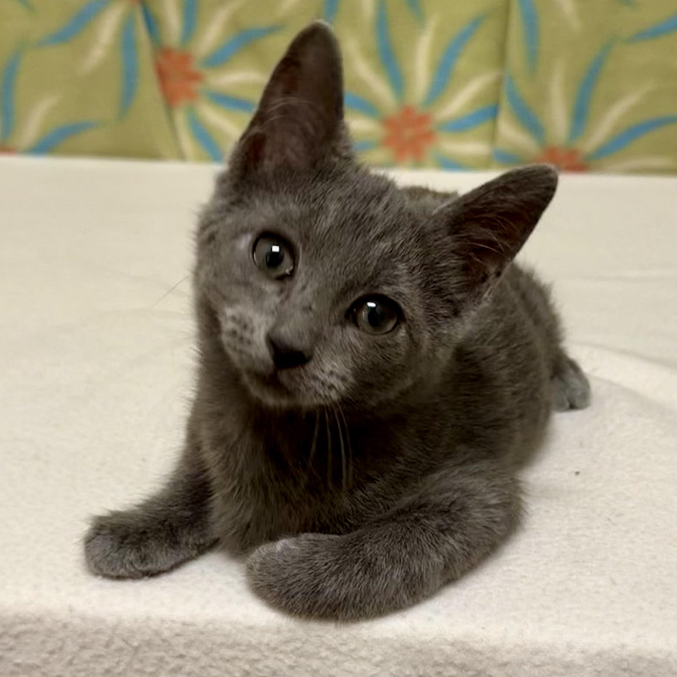 Enlarge Marsha, an adoptable mixed breed in Libertyville, IL image 1/3