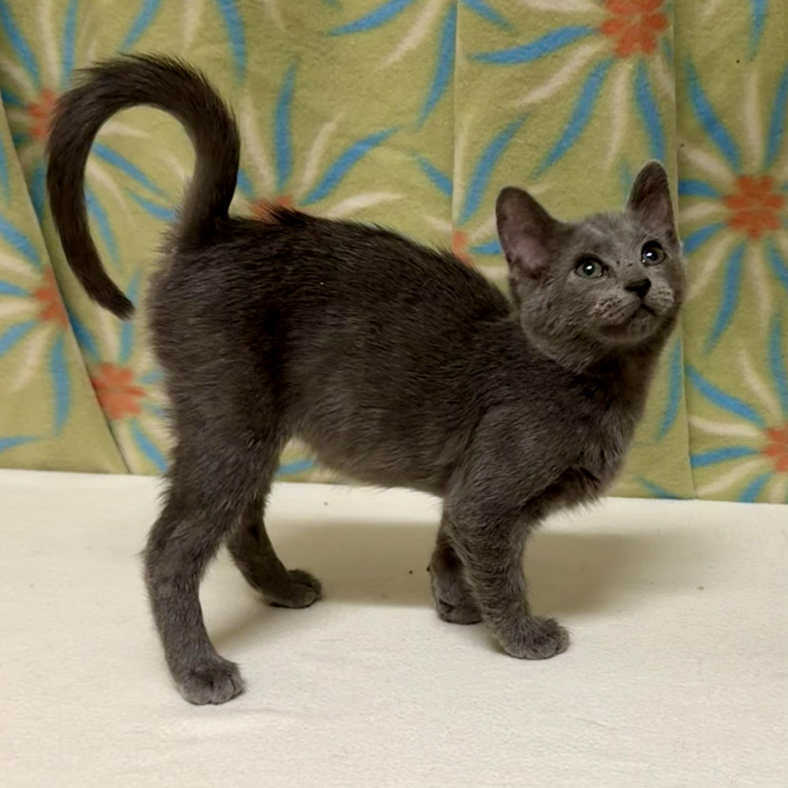 Enlarge Marsha, an adoptable mixed breed in Libertyville, IL image 2/3