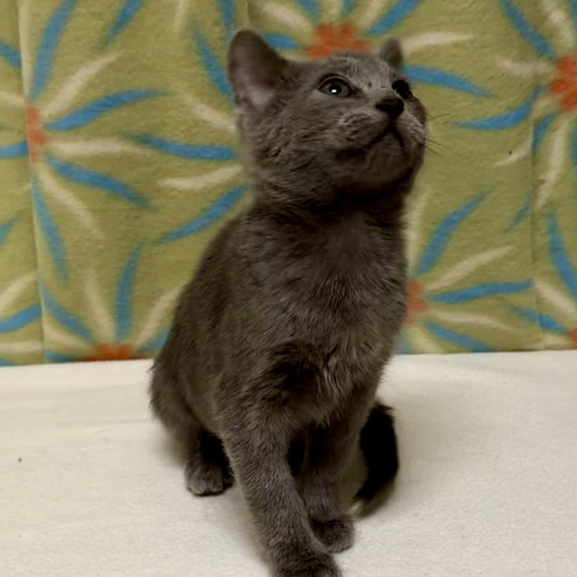 Enlarge Marsha, an adoptable mixed breed in Libertyville, IL image 3/3