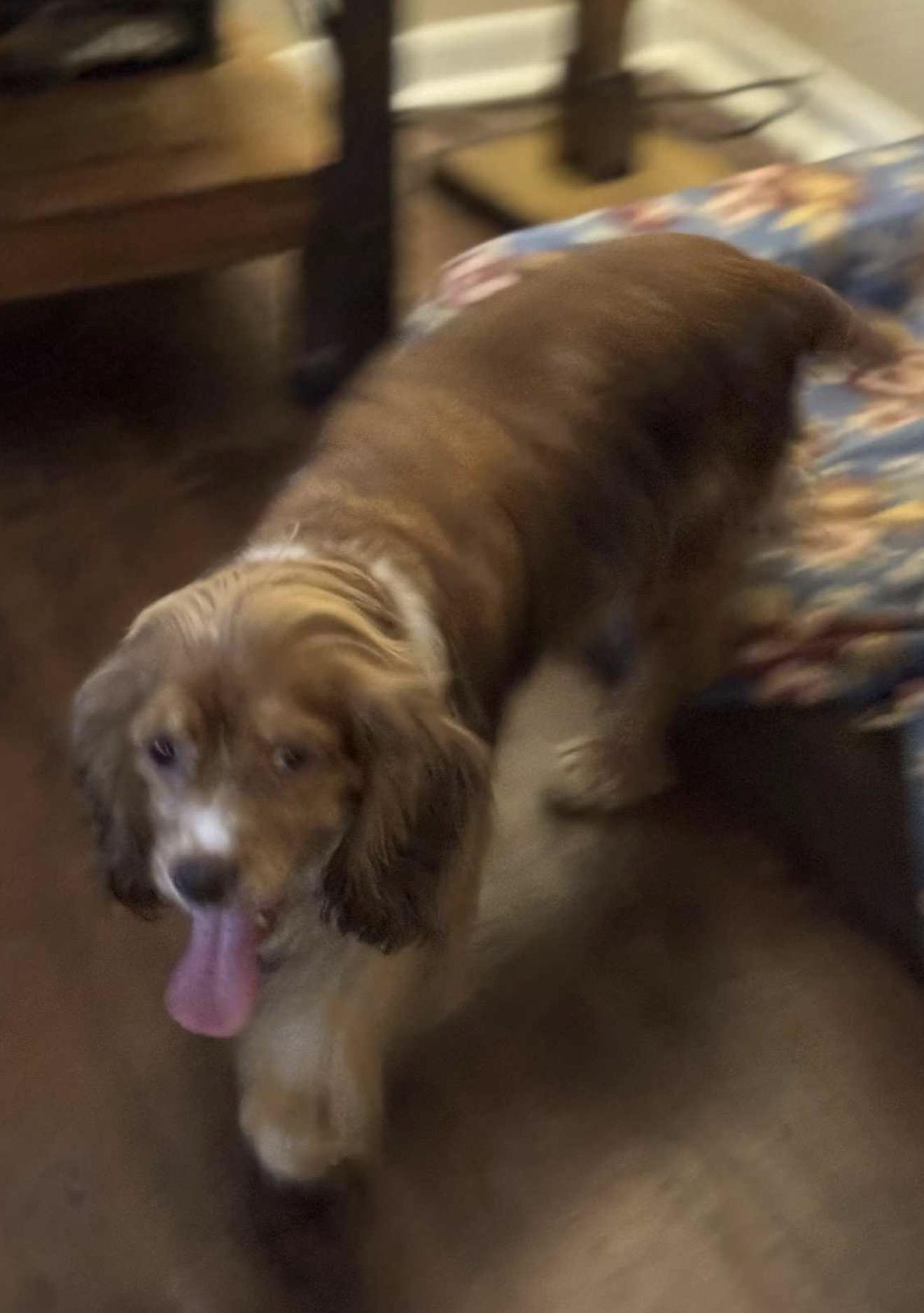 Tinsley, a ADOPTABLE Cocker Spaniel in Westerly, RI image 3/6